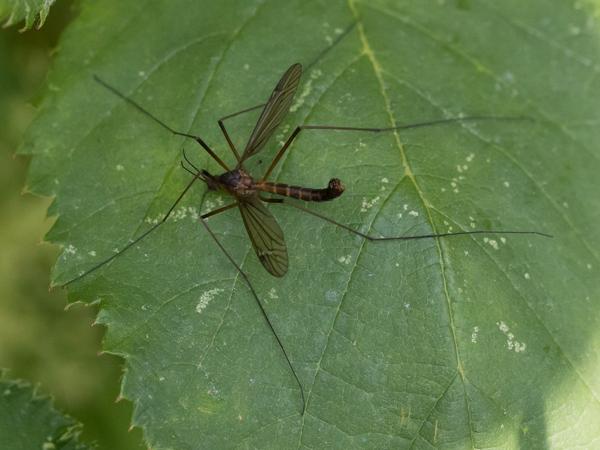 <h3>Nigrotipula nigra /  / Koffielangpoot</h3>